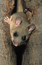 Fat Dormouse (Glis glis) adult peering out from hole in a tree trunk, Europe