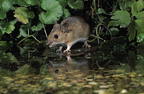 Yellow-necked Field Mouse (Apodemus flavicollis) adult at water's edge, Europe