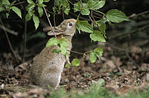 European Rabbit (Oryctolagus cuniculus) adult browsing vegetation, Europe
