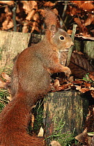 Eurasian Red Squirrel (Sciurus vulgaris) sitting among fall leaves