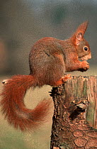 Eurasian Red Squirrel (Sciurus vulgaris) feeding from the vantage point of tree stump, Europe
