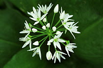 Wild Garlic (Allium ursinum) flowering in the spring, medicinal plant, Europe