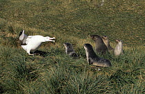 Wandering Albatross (Diomedea exulans) protecting nest from Southern Elephant Seals (Mirounga leonina) that have wandered too close, South Georgia Island