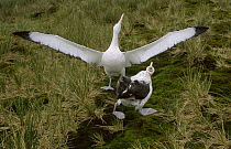 Wandering Albatross (Diomedea exulans) pair in courtship display, South Georgia Island