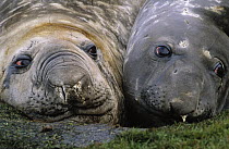 Southern Elephant Seal (Mirounga leonina) pair resting near Stromness Bay, South Georgia Island