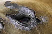 Southern Elephant Seal (Mirounga leonina) close up of molting around eye, South Georgia Island