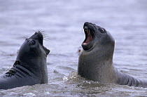 Southern Elephant Seal (Mirounga leonina) pair of sparring pups in shallow water, South Georgia Island