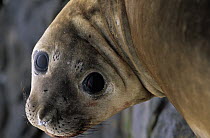 Southern Elephant Seal (Mirounga leonina) female, South Georgia Island