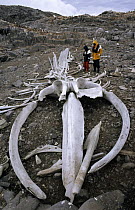 Two tourists view Humpback Whale (Megaptera novaeangliae) skeleton at abandoned whaling station, Port Lockroy, Wiencke Island