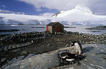 Gentoo Penguin (Pygoscelis papua) pair nesting, Port Lockroy on Wiencke Island, Gerlache Strait, Antarctica
