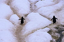Gentoo Penguin (Pygoscelis papua) pair walking through well worn paths in ice, Port Lockroy on Wiencke Island, Antarctica