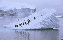 Gentoo Penguin (Pygoscelis papua) group on iceberg, Gerlache Strait, Antarctica
