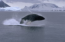 Humpback Whale (Megaptera novaeangliae) breaching, Antarctica