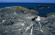 Antarctic Giant Petrel (Macronectes giganteus) incubating eggs on ground nest, Antarctica