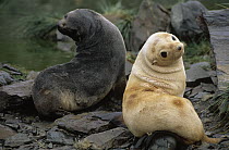 Antarctic Fur Seal (Arctocephalus gazella) juvenile brown and blonde morphs, South Georgia Island