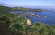 Antarctic Fur Seal (Arctocephalus gazella) in tussock grass, Elsehul Bay, South Georgia Island