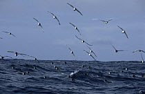 Pintado Petrel (Daption capense) flock flying, South Georgia Island