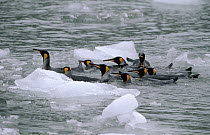 King Penguin (Aptenodytes patagonicus) swimming through icy water, South Georgia Island