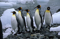 King Penguin (Aptenodytes patagonicus) group walking along rocky beach, Gold Harbor, South Georgia Island