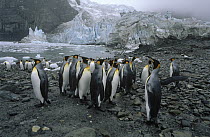 King Penguin (Aptenodytes patagonicus) colony on rocky shore with glacier in the background, Gold Harbor, South Georgia Island
