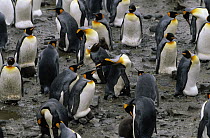 King Penguin (Aptenodytes patagonicus) nesting colony with individuals fighting for territory, St Andrews Bay, South Georgia Island