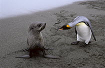 King Penguin (Aptenodytes patagonicus) and Antarctic Fur Seal (Arctocephalus gazella) pup interacting, South Georgia Island