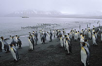 King Penguin (Aptenodytes patagonicus) colony on beach, St Andrews Bay, South Georgia Island