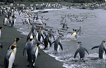 King Penguin (Aptenodytes patagonicus) group heading to sea, St Andrews Bay, South Georgia Island