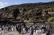 Macaroni Penguin (Eudyptes chrysolophus) colony of adults and molting juveniles, South Georgia