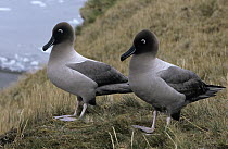 Light-mantled Albatross (Phoebetria palpebrata) pair, Antarctica