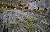 Machinery and buildings at abandoned whaling station, Grytviken, South Georgia