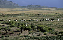 Magellanic Penguin (Spheniscus magellanicus) walking in a line, Falkland Islands