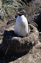 Rockhopper Penguin (Eudyptes chrysocome) incubating egg on nest, Falkland Islands