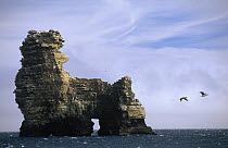Horse Block sea stack and sea arch near Weddell Island, West Falkland Islands