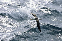 Black-browed Albatross (Thalassarche melanophrys) flying over sub-Antarctica seas, South Georgia Island