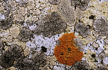 Colorful lichen growing on rocks, Galindez Island, Antarctica