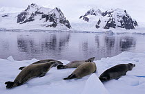 Crabeater Seal (Lobodon carcinophagus) group resting on ice, Antarctica