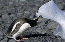 Gentoo Penguin (Pygoscelis papua) feeding on ice to get water, Antarctica