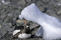 Gentoo Penguin (Pygoscelis papua) feeding on ice to get water, Antarctica