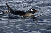 Gentoo Penguin (Pygoscelis papua) swimming off of South Georgia Island