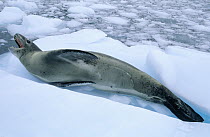 Leopard Seal (Hydrurga leptonyx) calling on ice floe, Antarctica