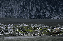 Debris on beach near abandoned whaling station, Whaler's Bay, Deception Island, South Shetland Islands