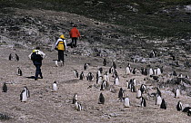 Gentoo Penguin (Pygoscelis papua) colony watching tourists, Hannah Point, Livingston Island, South Shetland Islands