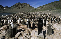 Chinstrap Penguin (Pygoscelis antarctica) rookery, Hannah Point, South Shetland Islands