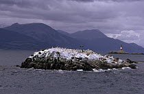 Blue-eyed Cormorant (Phalacrocorax atriceps) colony on Bird Island, Faro Les Eclaireurs lighthouse in the background, Beagle Channel off of Tierra del Fuego, Argentina
