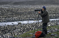 King Penguin (Aptenodytes patagonicus) colony and photographer, Antarctica