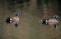 Blue-winged Teal (Anas discors) males on lake, North America