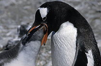Gentoo Penguin (Pygoscelis papua) parent feeding chick regurgitated food, Antarctica