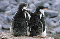 Gentoo Penguin (Pygoscelis papua) two downy chicks standing together in nesting colony, Antarctica
