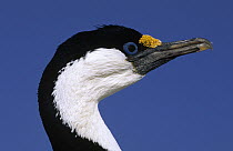 Blue-eyed Cormorant (Phalacrocorax atriceps) portrait in profile, Antarctica